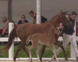 Zuchtstute RSB Dating Queen (Deutsches Reitpony, 2016, von Dating AT NRW)