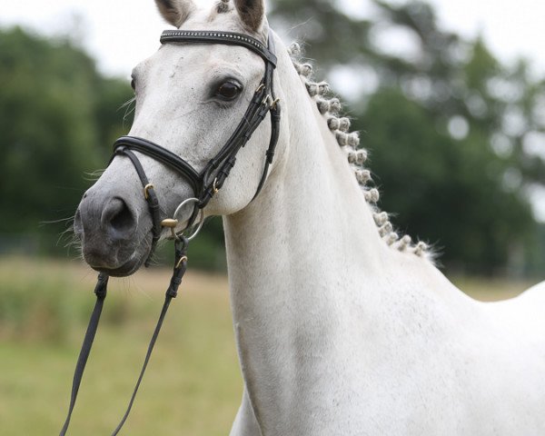 broodmare Piccos Nadira (German Riding Pony, 2002, from Piccolo)