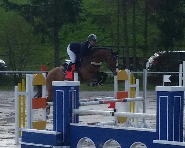 stallion Larry Crown (Holsteiner, 2011, from Larimar)