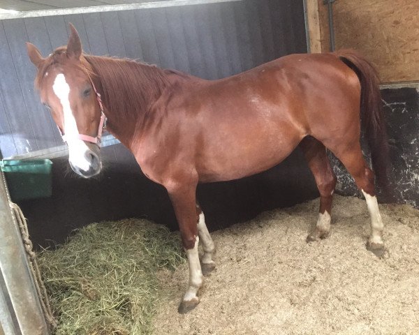 broodmare Unellie (KWPN (Royal Dutch Sporthorse), 2001, from Odermus R)