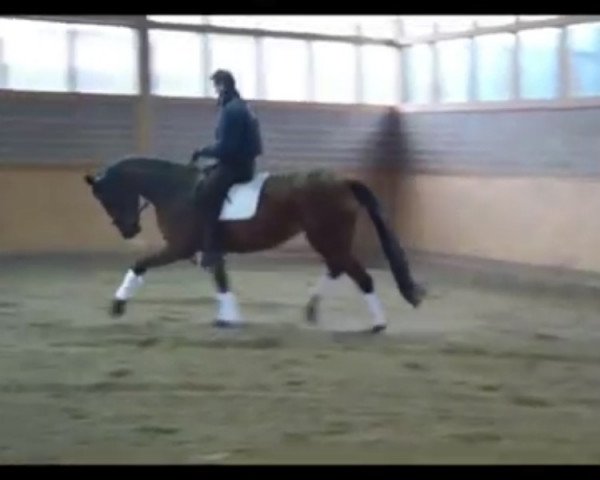 horse Hope (Oldenburg, 2008, from Hoftanz)