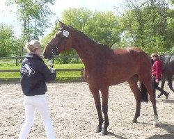 broodmare Zaline (Holsteiner, 2007, from Aljano)