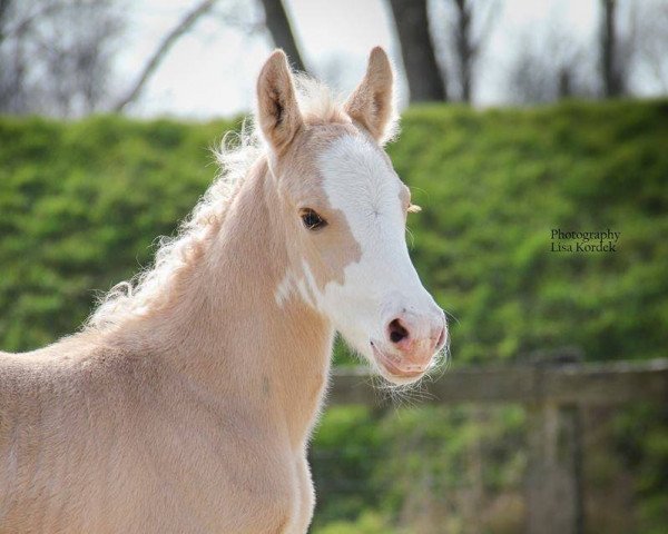 horse Dobby Rainbow (German Riding Pony, 2016, from Dating AT NRW)
