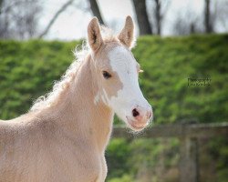 horse Dobby Rainbow (German Riding Pony, 2016, from Dating AT NRW)