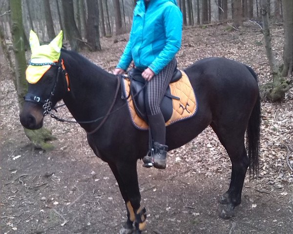 horse Sunny (Hanoverian, 2010, from Soliman)
