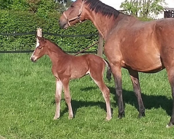 jumper Bellini S (Westphalian, 2016, from Bellini Royal)