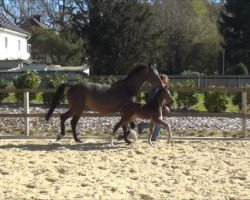 Pferd Hengst von Action Blue / Limbus (Westfale, 2016, von Action Blue)