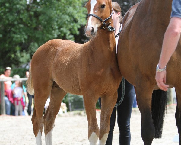 Springpferd Percy 290 (Westfale, 2016, von Pilothago Dxb)