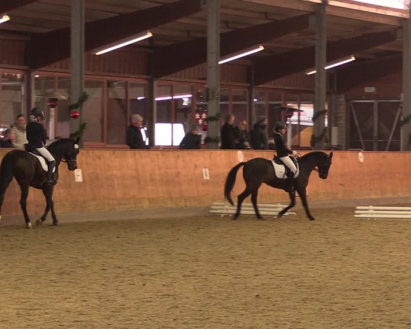Reitturnier Appelhülsen 2019