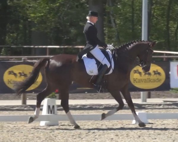 broodmare Bounty 252 (Hanoverian, 2008, from Bertoli W)