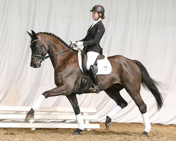 Dressurpferd Stephano 4 (Hannoveraner, 2011, von St. Moritz Junior)