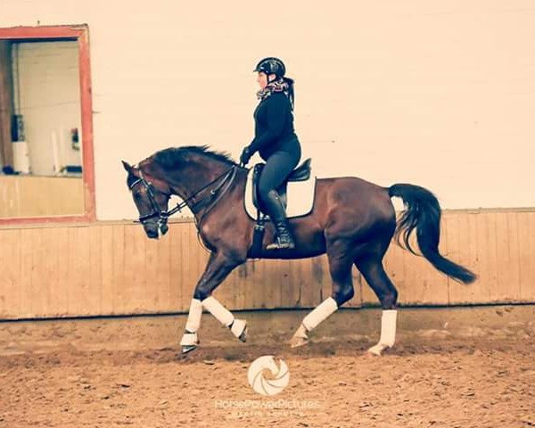 dressage horse Roswell 2 (Rhinelander, 2006, from Revan)