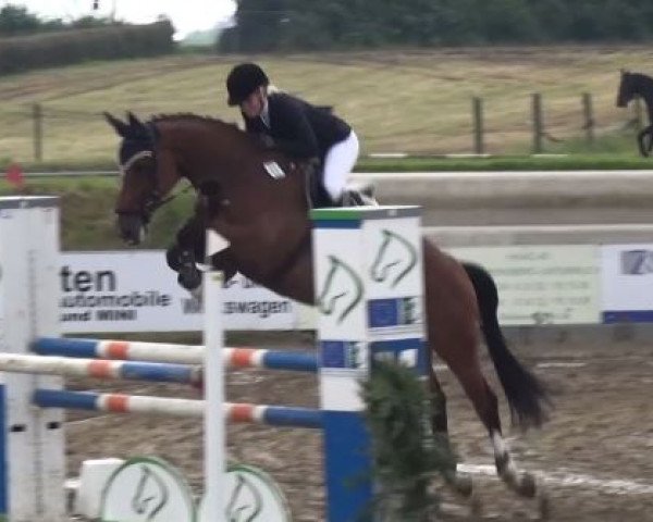 Zuchtstute Cordina 50 (Rheinländer, 2010, von Cassini Boy Junior)