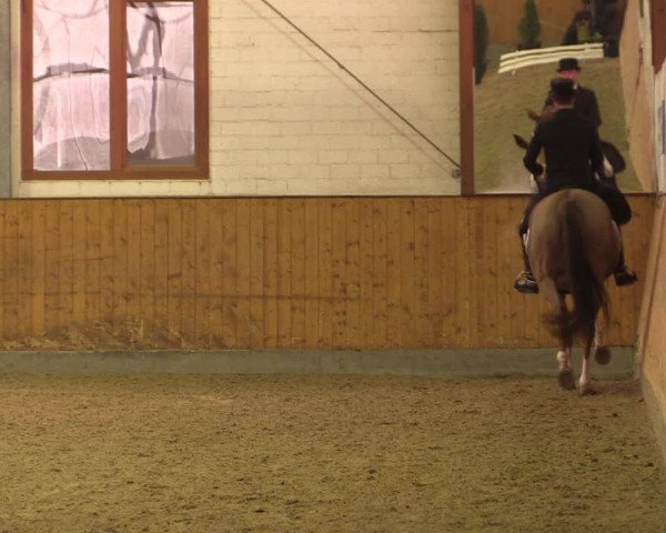 Reitturnier Appelhülsen 2019