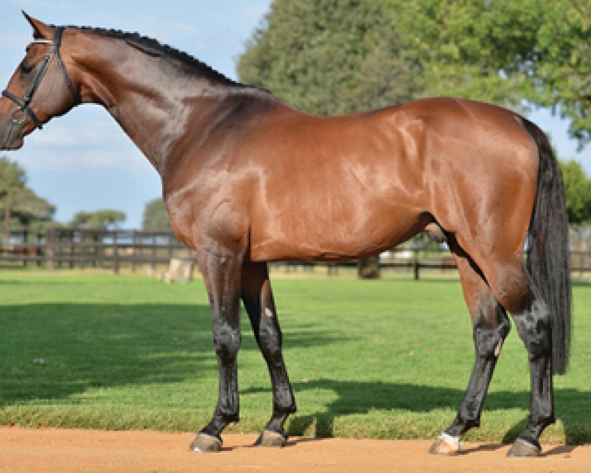 Deckhengst Callaho's Con Coriano (Holsteiner, 2004, von Contender)