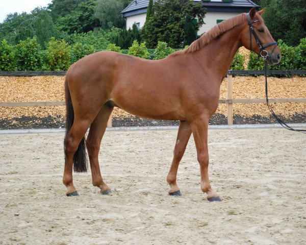 Springpferd Avatare S (Westfale, 2010, von Arpeggio)