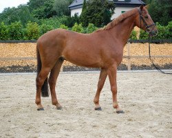 jumper Avatare S (Westphalian, 2010, from Arpeggio)