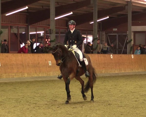 Reitturnier Appelhülsen 2019