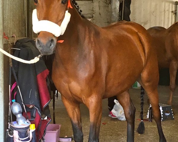 horse Fibee (German Riding Pony, 2011, from Ombri B)