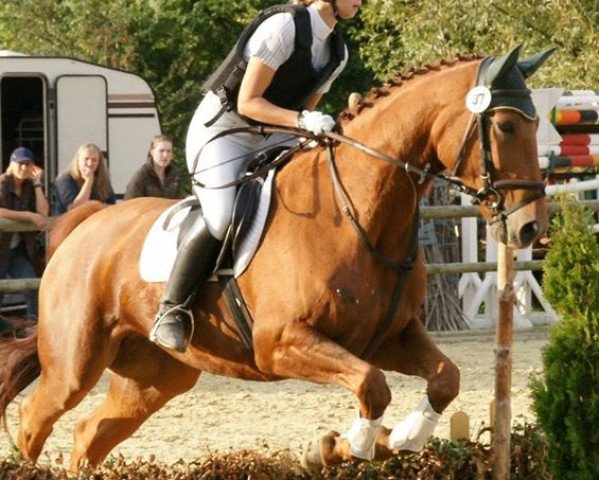 horse Finja (Westphalian, 2001, from Feinsinn)