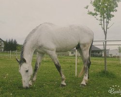 jumper Casquido (Holsteiner, 2007, from Cassini II)