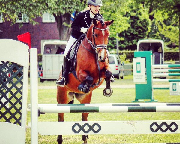 dressage horse Madonna 249 (New Forest Pony, 2009, from Kantje's Zappa)
