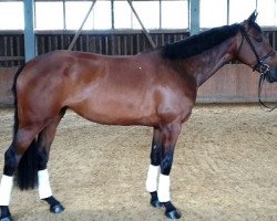 jumper Kassandra 200 (anglo european sporthorse, 2010, from Kannan)