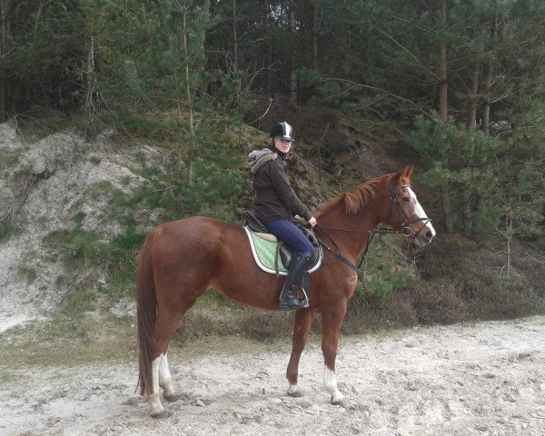 broodmare Petite Amie (Westphalian, 1993, from Parademarsch I)