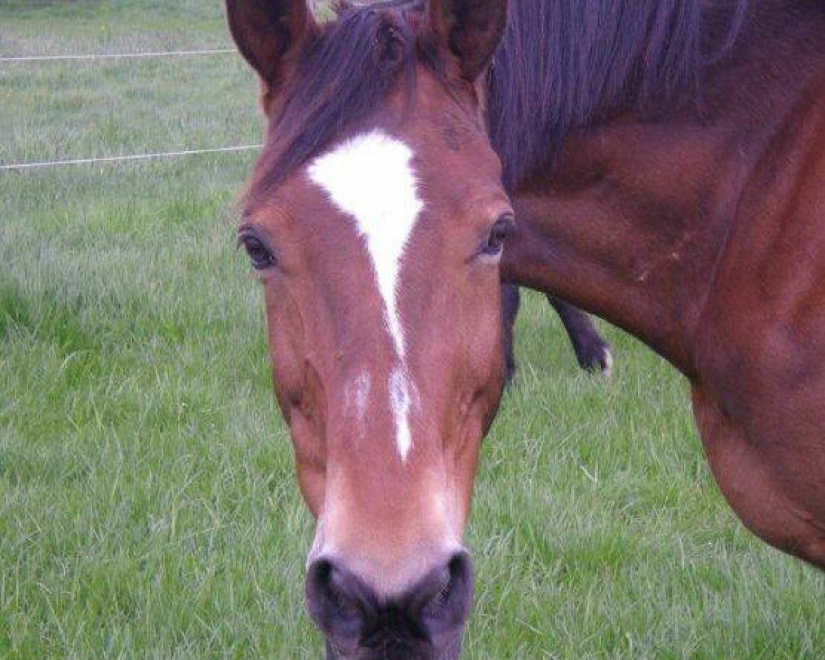 broodmare Krizia (Trakehner, 1986, from Tenor)