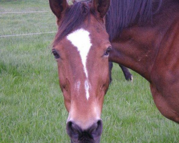 Zuchtstute Krizia (Trakehner, 1986, von Tenor)