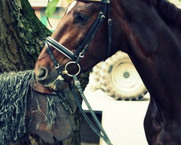 dressage horse Don Schoko (Hanoverian, 2011, from Don Schufro)