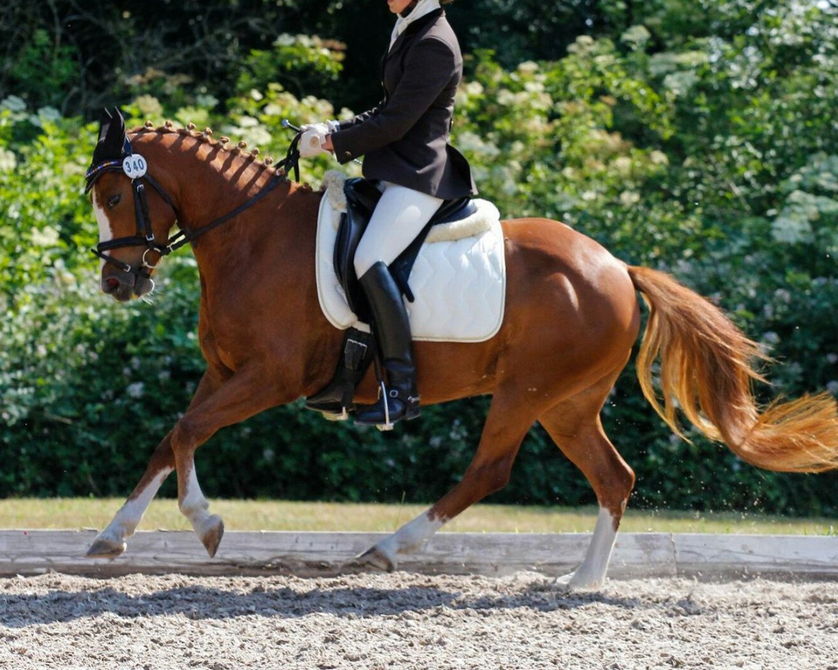Dressurpferd Red Lady B (Deutsches Reitpony, 2010, von Red Diamond B)