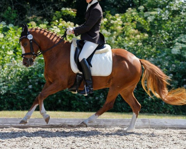 Dressurpferd Red Lady B (Deutsches Reitpony, 2010, von Red Diamond B)