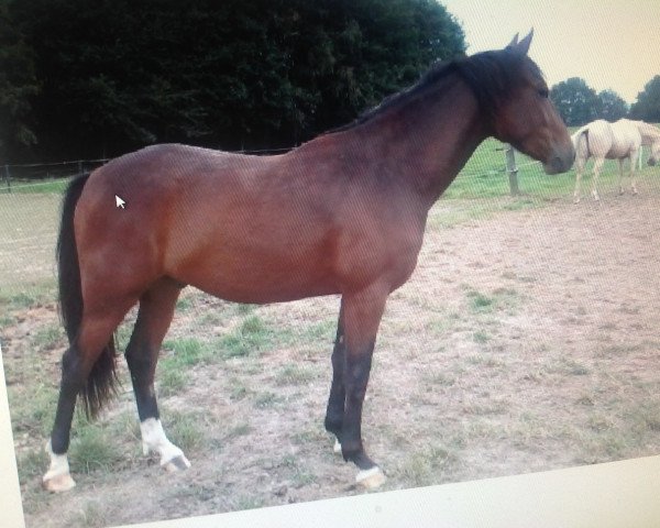 Dressurpferd Cantus G (Deutsches Reitpony, 2010, von Carlson)