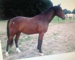 dressage horse Cantus G (German Riding Pony, 2010, from Carlson)
