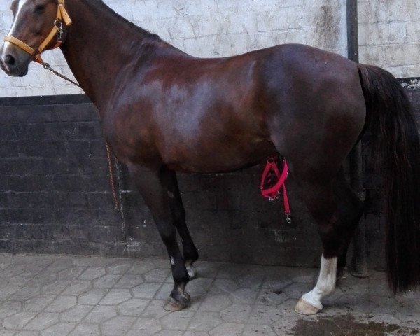 Pferd Otinka (Deutsches Reitpony, 1997, von Hondsrug Don Gregory) Pferd Otinka (Deutsches Reitpony, 1997, von Hondsrug Don Gregory)