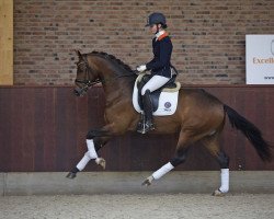 Cavallo da Dressage Rockstar 1 (Oldenburger, 2013, di Rock Forever NRW)