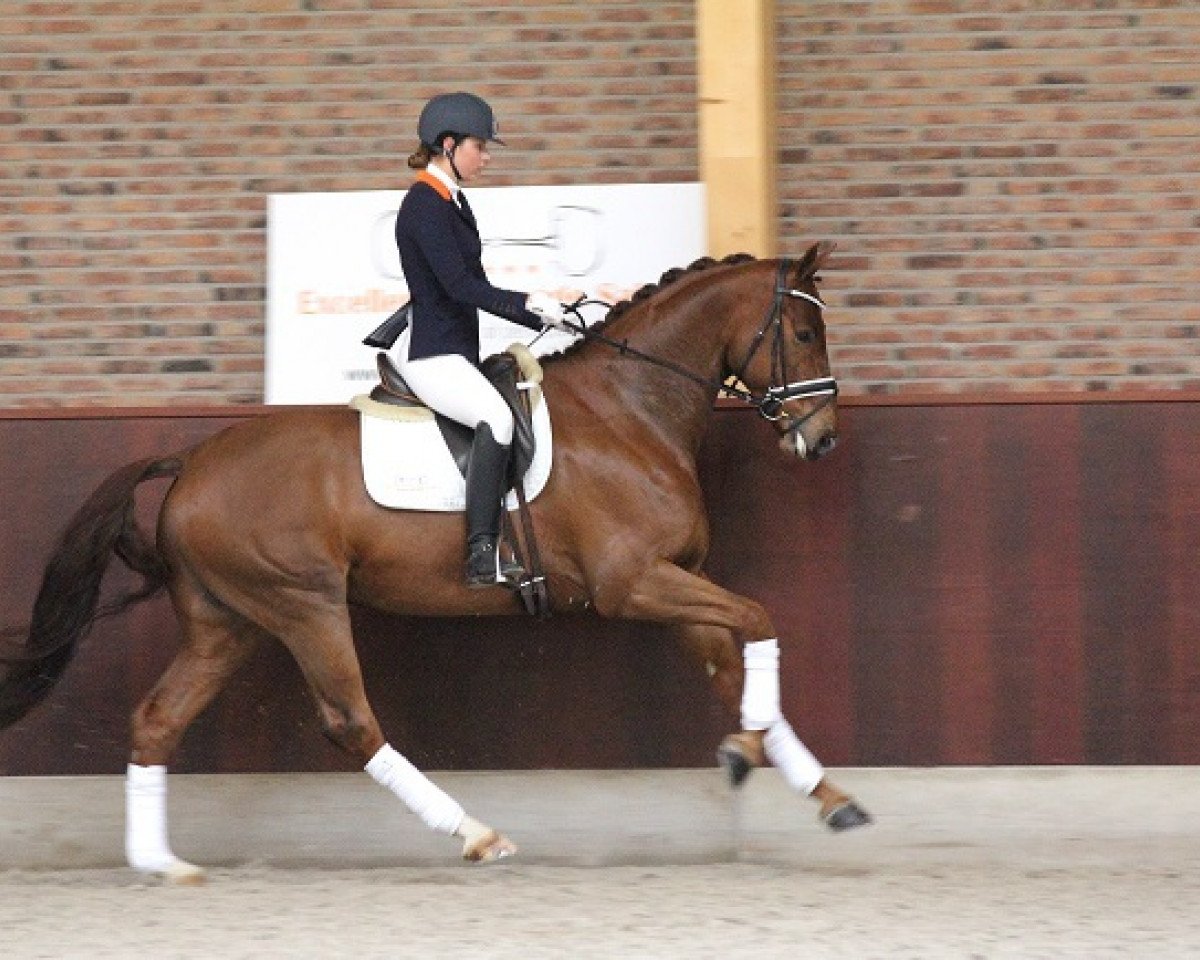 horse Fudge (KWPN (Royal Dutch Sporthorse), 2010, from United)