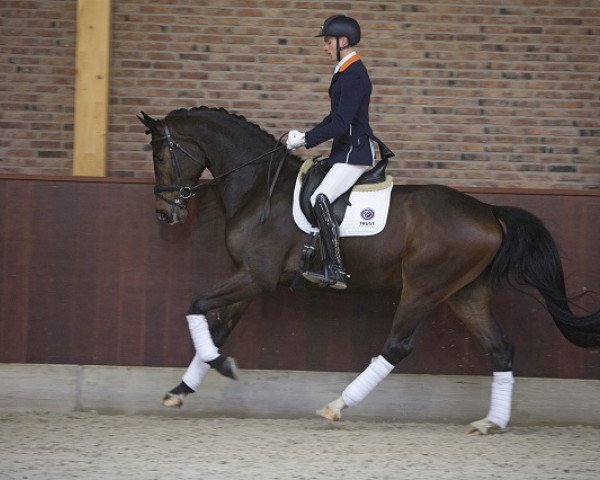 Pferd Happymood (KWPN (Niederländisches Warmblut), 2012, von Winningmood van de Arenberg)