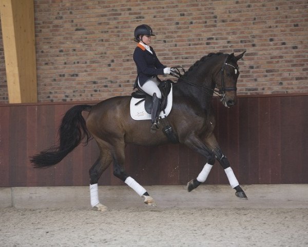 Pferd Corleone Vh (KWPN (Niederländisches Warmblut), 2007, von Winningmood van de Arenberg)