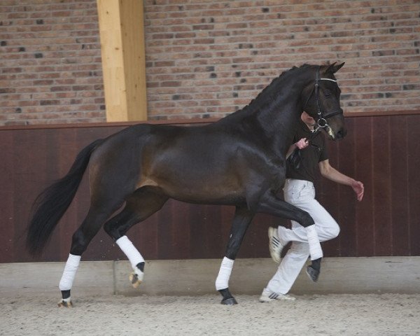 Dressurpferd Indigo Tc (KWPN (Niederländisches Warmblut), 2013, von Glock's Dream Boy) Dressurpferd Indigo Tc (KWPN (Niederländisches Warmblut), 2013, von Glock's Dream Boy)