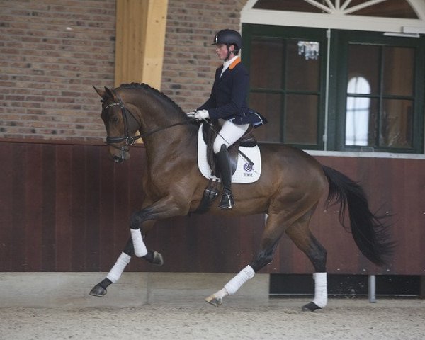 Pferd I Am Legend (KWPN (Niederländisches Warmblut), 2013, von Glock's Dream Boy)