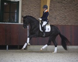 horse I'm Special (KWPN (Royal Dutch Sporthorse), 2013, from Charmeur)