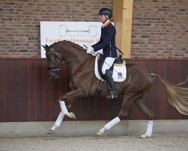 horse Inspiration M (KWPN (Royal Dutch Sporthorse), 2013, from Charmeur)