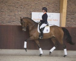 horse Herida (KWPN (Royal Dutch Sporthorse), 2012, from Bretton Woods)