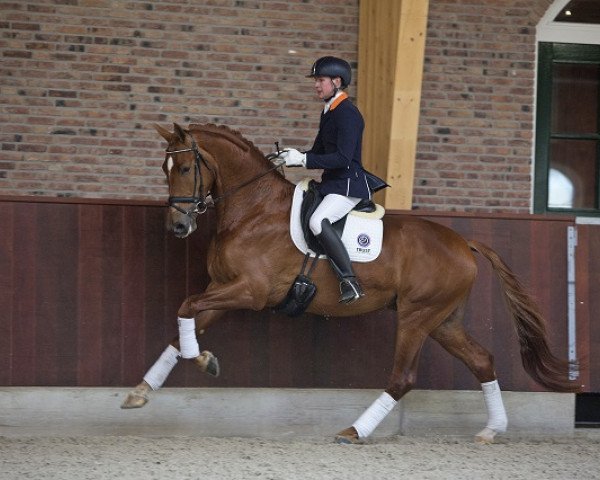horse His Royal Badness (KWPN (Royal Dutch Sporthorse), 2012, from Charmeur)