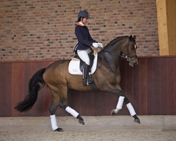 horse Doris Day (Holsteiner, 2011, from Catoo)