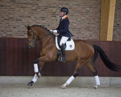 horse Honey (KWPN (Royal Dutch Sporthorse), 2012, from Bretton Woods)