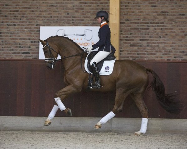 horse Grenoble (KWPN (Royal Dutch Sporthorse), 2011, from Bordeaux 28)
