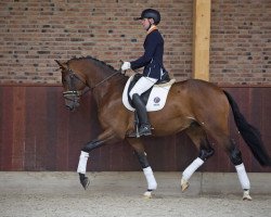 horse Intenz (KWPN (Royal Dutch Sporthorse), 2013, from Bordeaux 28)